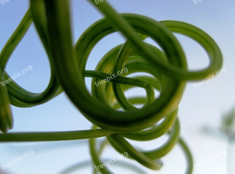 Tendrils Climber Green Curled Curved