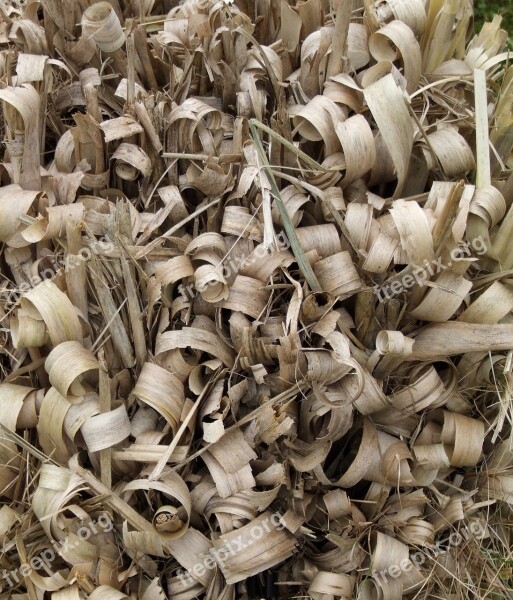 Texture Grass Stalks Dry Background