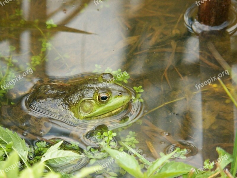 Frog Frogs Toad Toads Pond