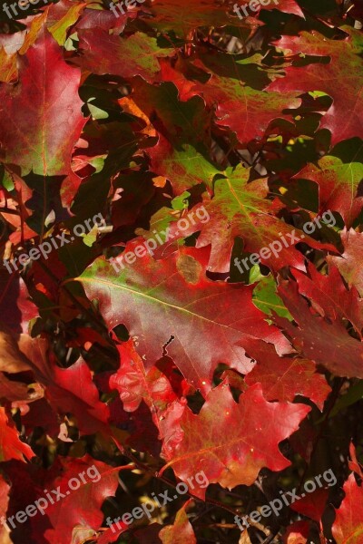 Autumn Fall Red Green Oak