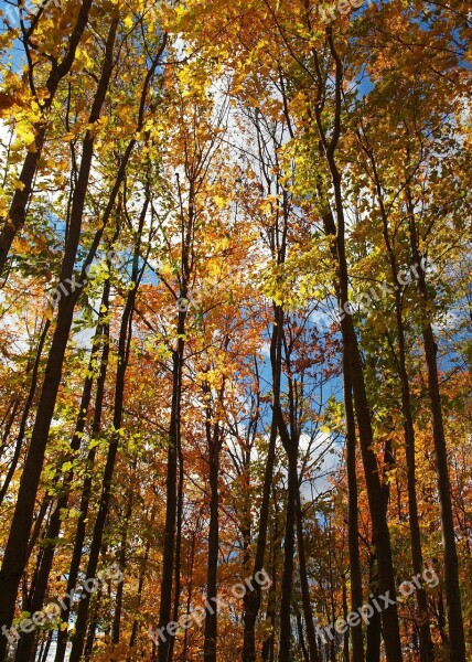 Woods Trees Leaves Sun Sunny