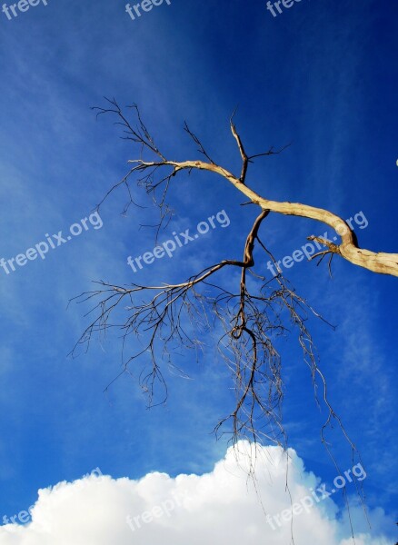 Tree Dry Twigs Branches Cloud