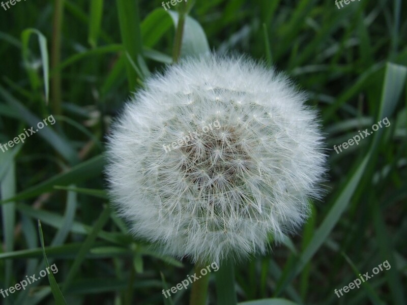 Fluff Flower Dandelion White Green