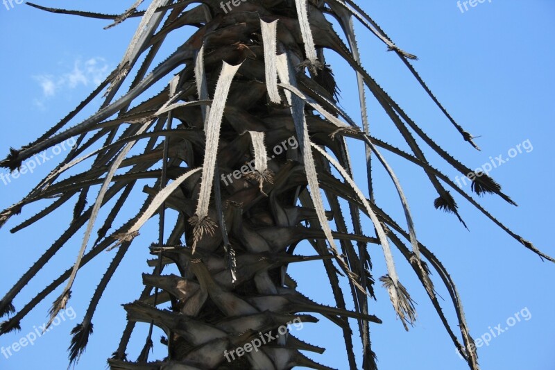 Tree Palm Trunk Stubs Stalks