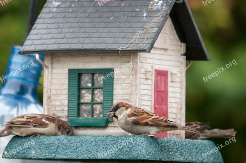 Birds Birdfeeder Sparrow Food Seeds