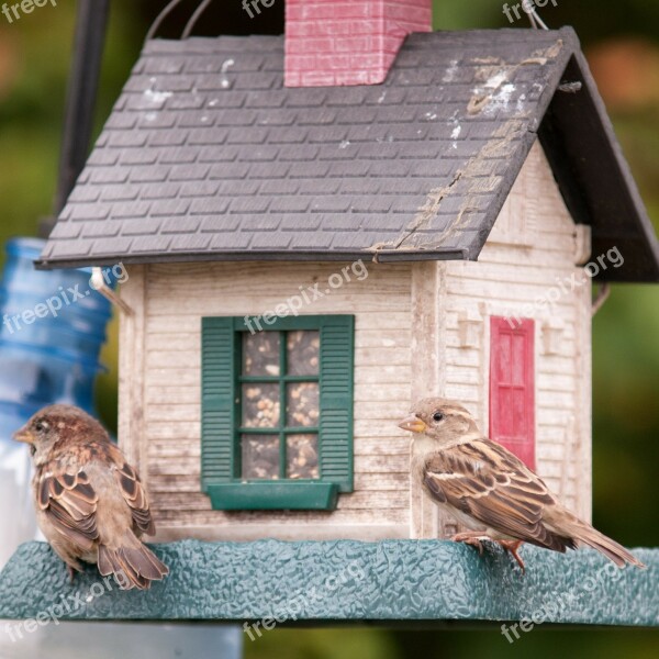 Birds Birdfeeder Sparrow Food Seeds