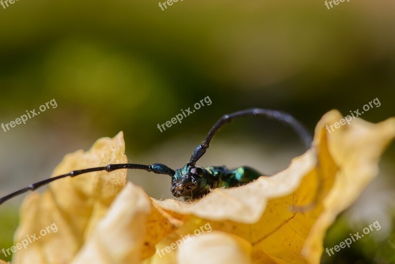 Musk Beetle Aromia Moschata Insects Summer Nature