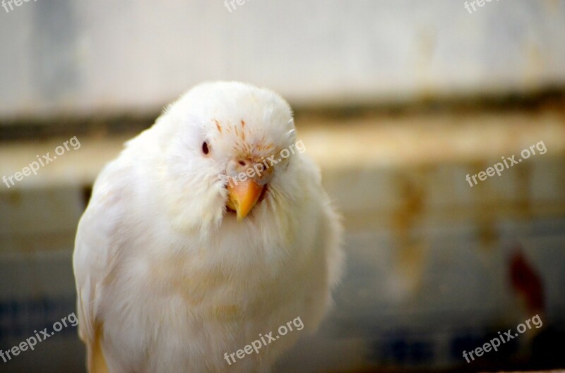 Animals Parakeet Budgie White Snow White