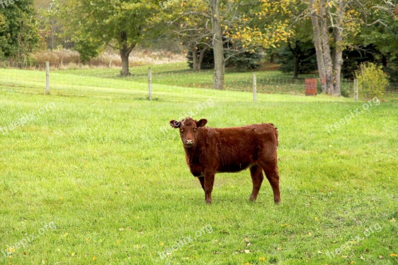 Calf Cow Brown Cow Farm Farm Animal