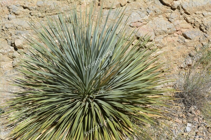 Yucca Plant Desert Texas Park