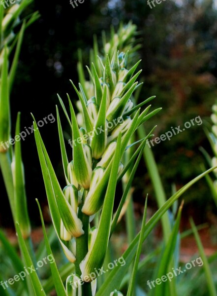 Flowers Buds Unopened White Green