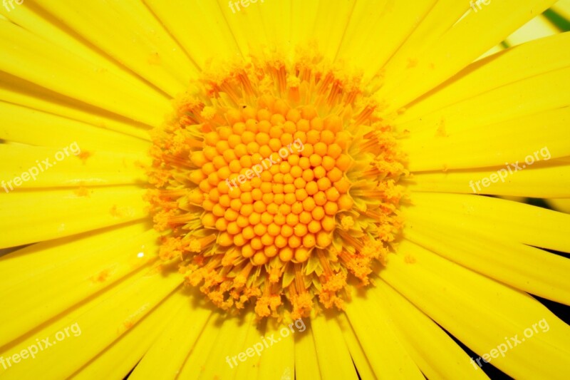 Flower Yellow Pestle Stamens Free Photos