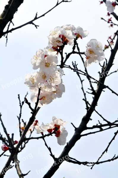 Plum Blossom Branches White Red In Full Bloom