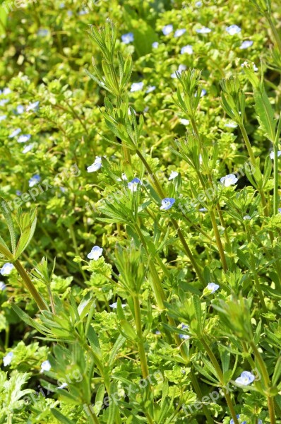 Wild Flowers Spring Green Blue Layer Upon Layer Of