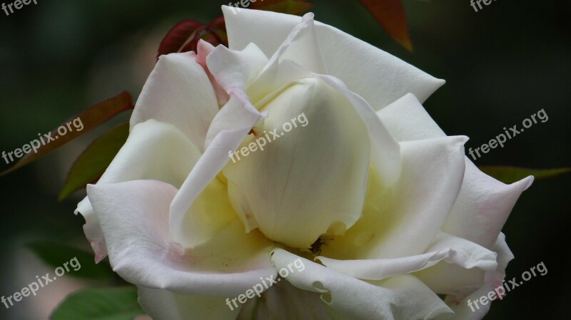 Flower Rosa White Plant Button