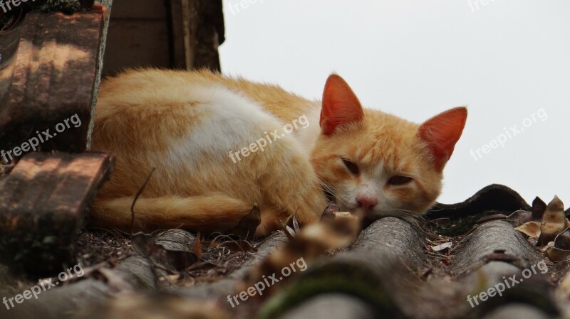 Cat Sleeping Feline Yellow Animal