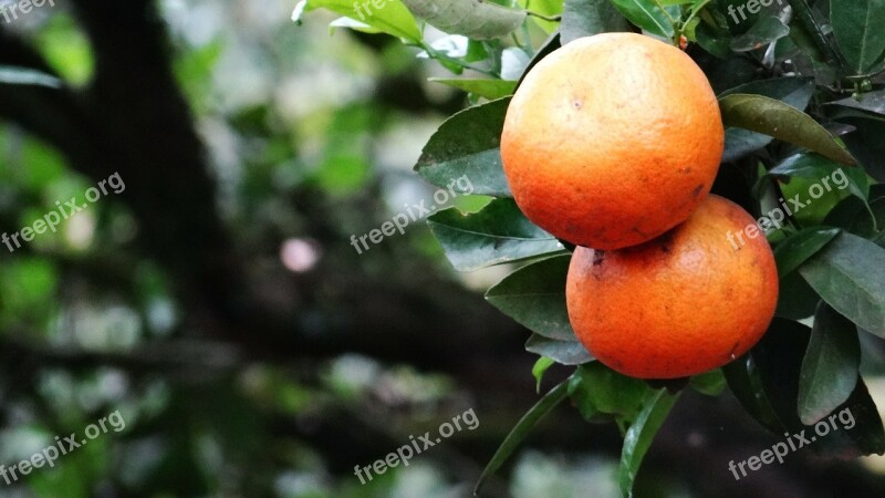 Orange Green Fruit Nature Green Leaves