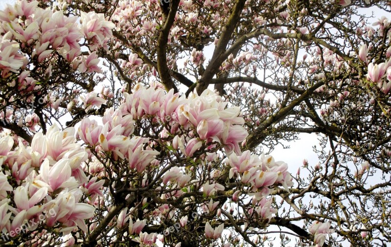 Magnolia Tree Magnolia Flowers Trees Flowers Beautiful