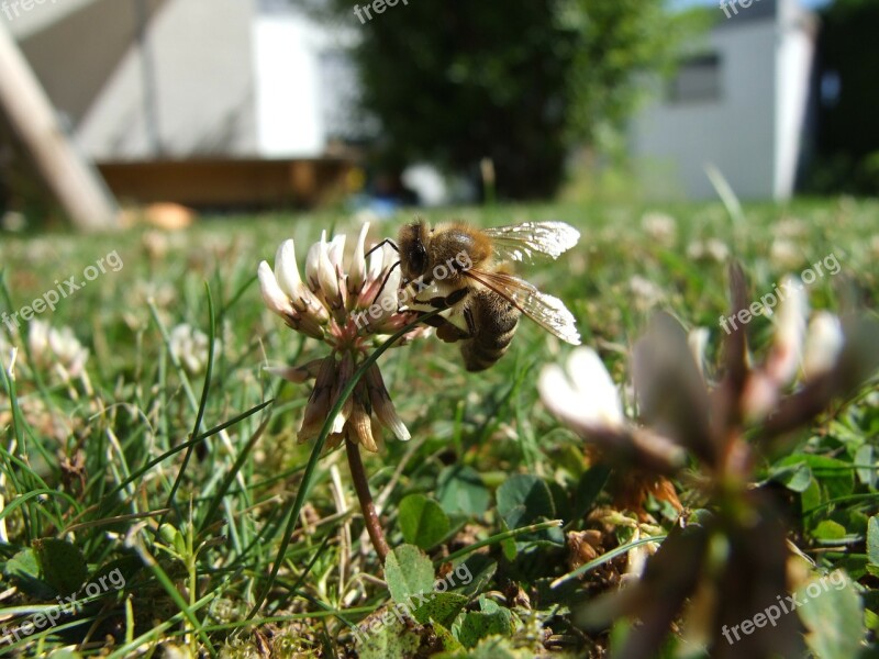 Honey Bee Bee Close Up Blossom Bloom