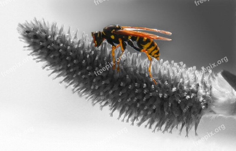 Wasp Nature Grass Macro Blossom