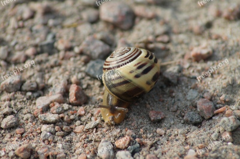 Snail Shell Nature Animals Land Snail