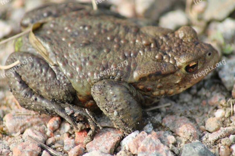 Toad Animal Amphibians Nature Stones