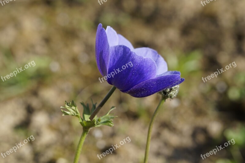 Anemone Flower Blossom Bloom Bright