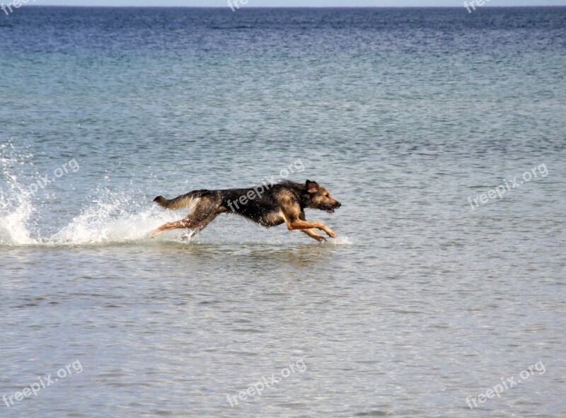 Dog Baltic Sea Sea Run Race