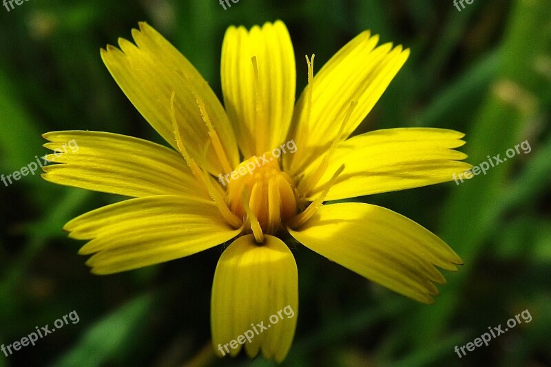 Plant Macro Yellow Wildflower Free Photos