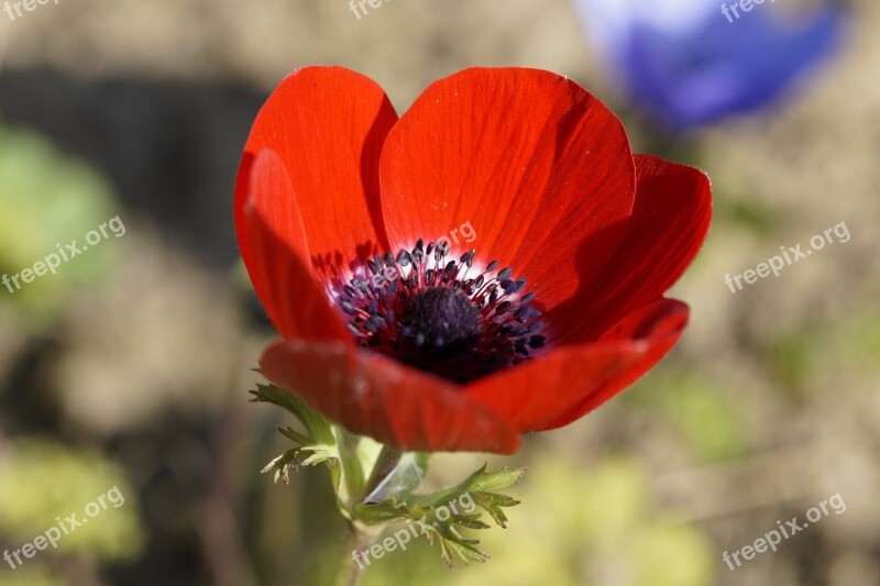 Anemone Flower Red Blossom Bloom