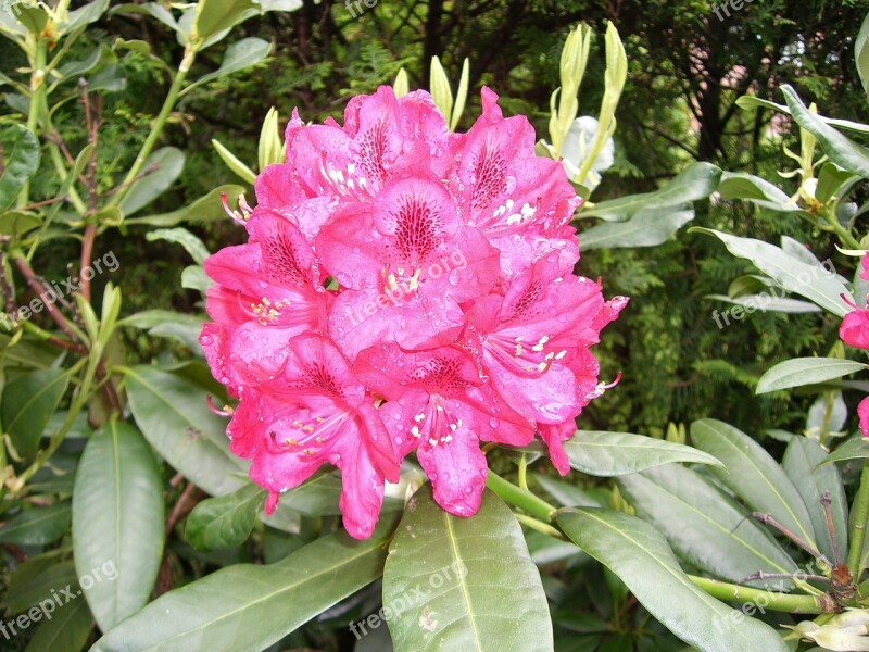 Rhododendron Flowers Close Up Plant Pink