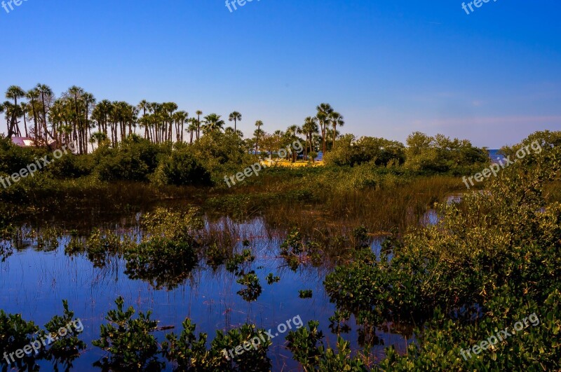 Pine Island Florida Marshlands Palm Trees Tropics