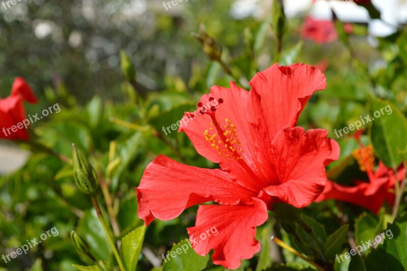 Rose Of Sharon Hibiscus Flower Red Garden Flower