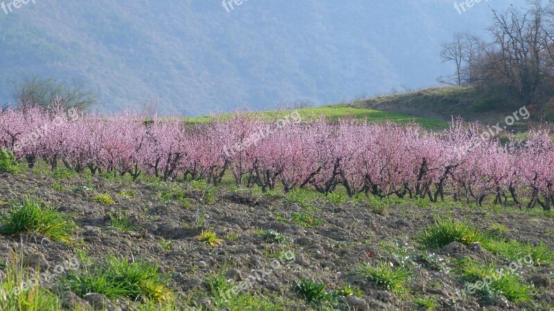 Landscape Nature Field Orchard Flowering