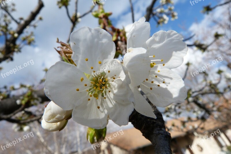 Flowers Macro Garden Nature Spring