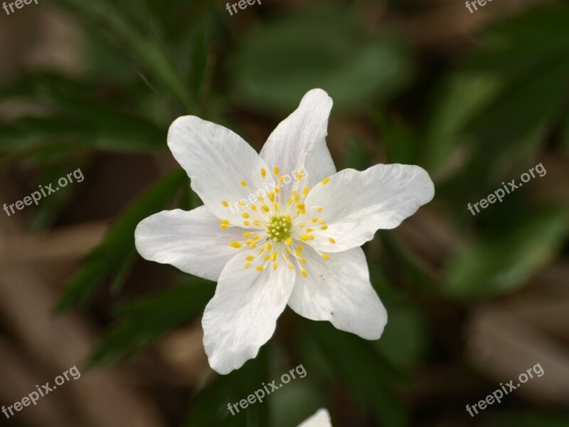 Wood Anemone Flower Anemone White Blossom