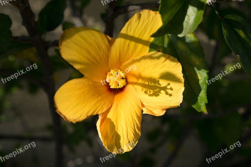 Hibiscus Yellow Flower Single Yellow Flower Florida Beautiful