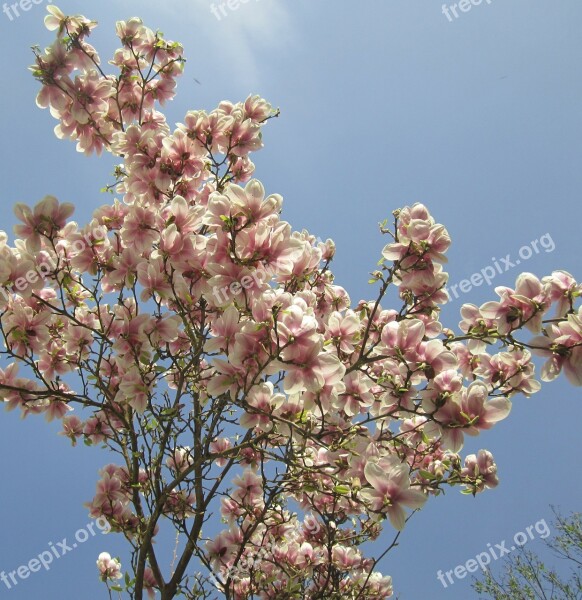 Magnolia Tree Spring Leaf White Purple