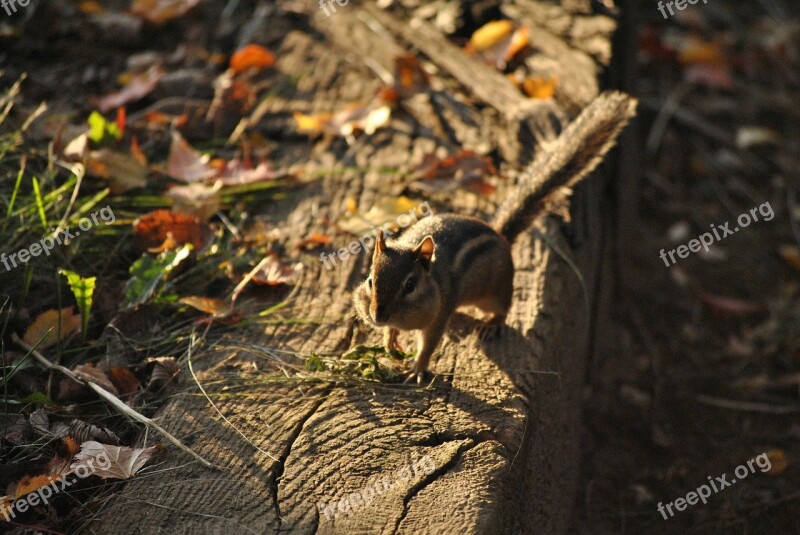 Chipmunk Squirrel Rodent Animal Nature