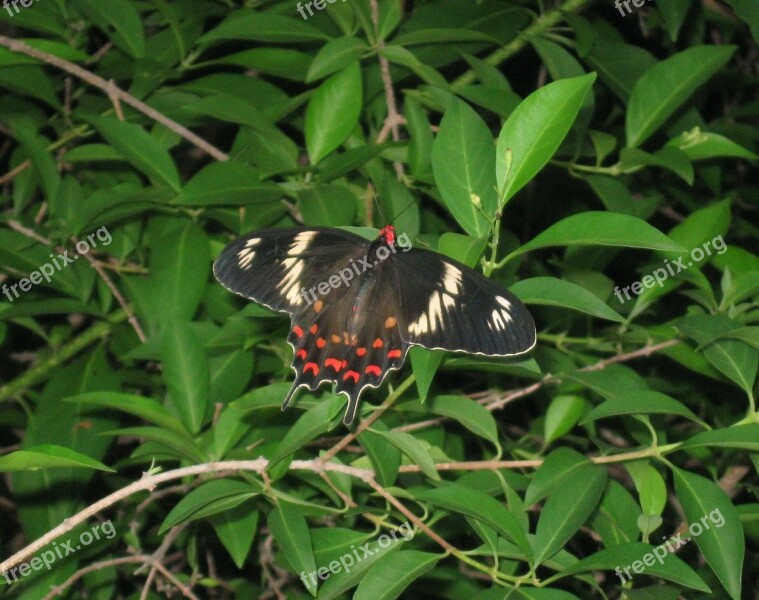 Crimson Rose Pachliopta Hector Butterfly Swallowtail Butterfly Hyderabad