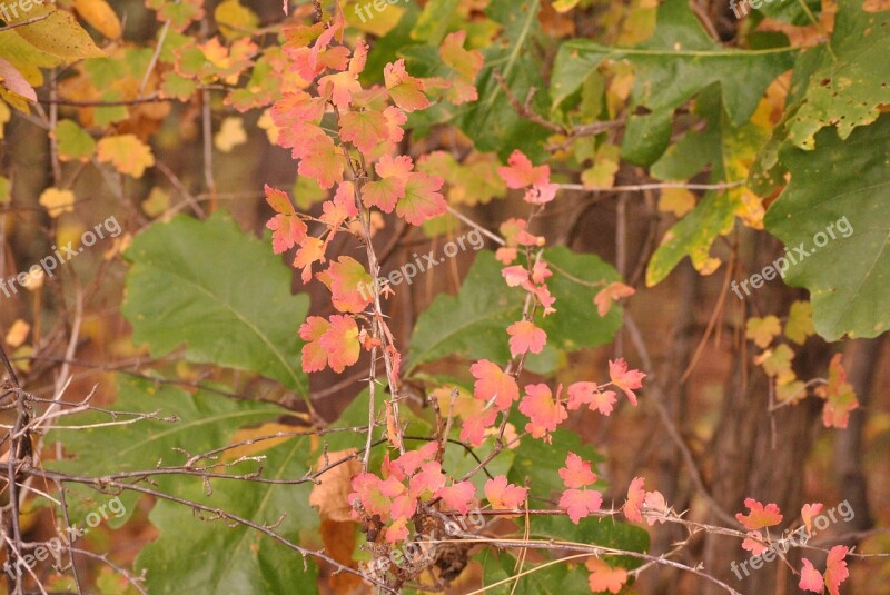 Vines Vine Leaves Green Red