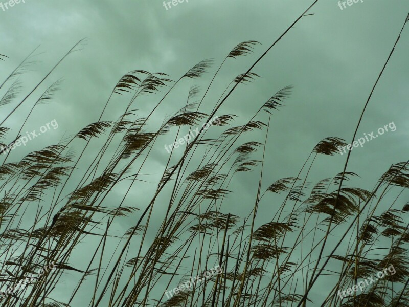 Carrizo Cañas Stems Long Phragmites Australis