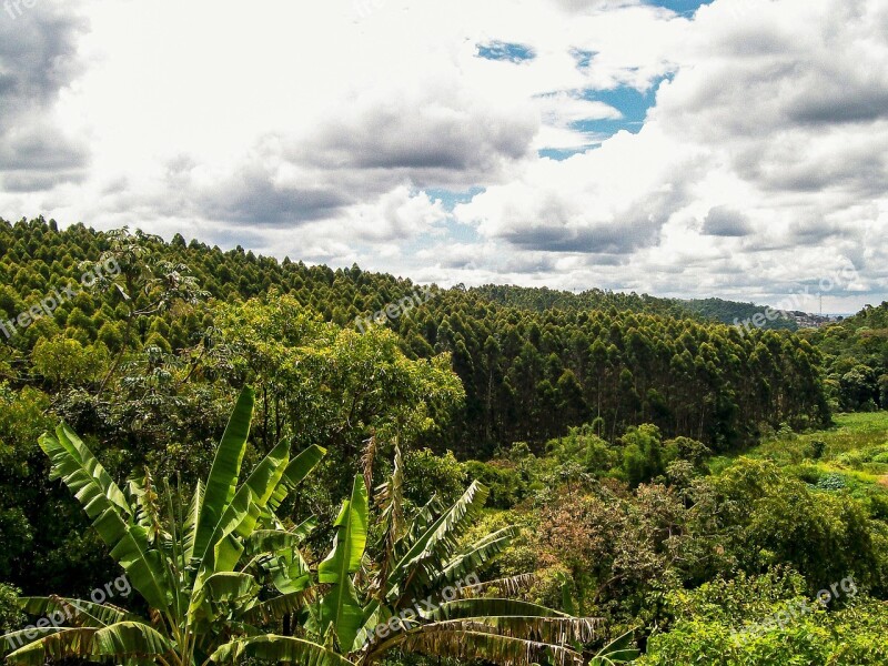 Nature Trees Green Fruit Plants