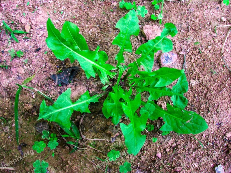 Dandelion Plant Creeping Plant Green Leaf