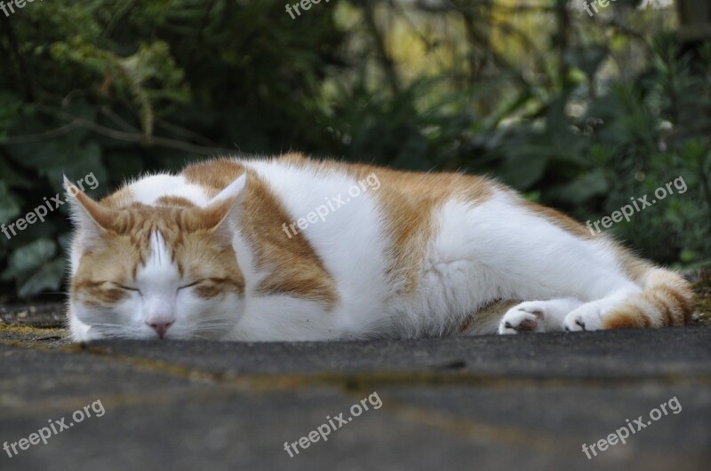 Cat Hangover Cats Pet Red