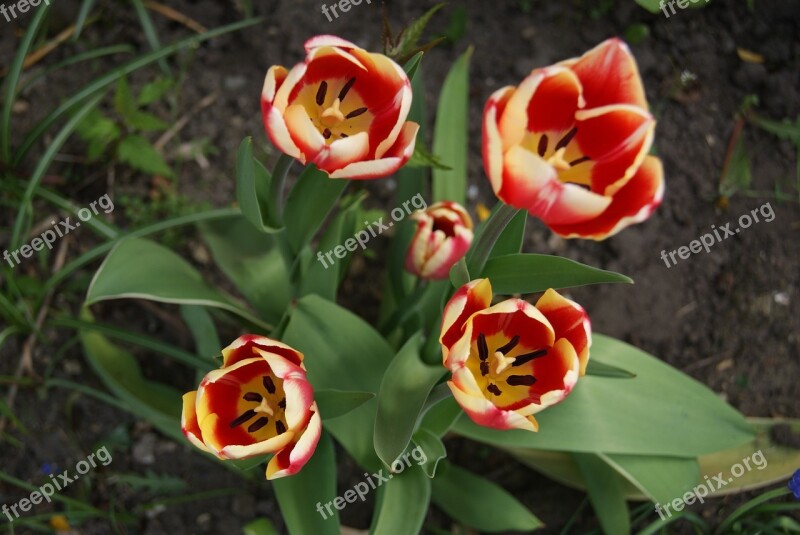 Tulip Flowers Nature Free Photos