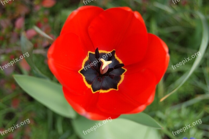 Tulip Flowers Nature Free Photos