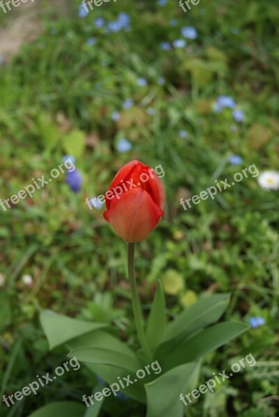 Tulip Flowers Nature Free Photos