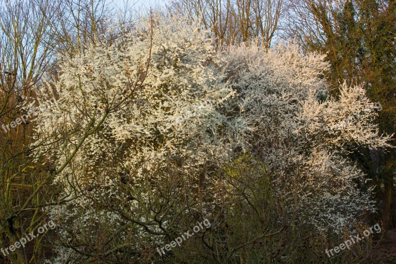 Blossom Spring Flowers Tree Mirabelle