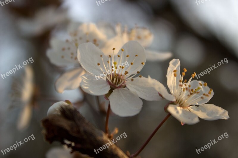 Blossom White Spring Blossom Bloom